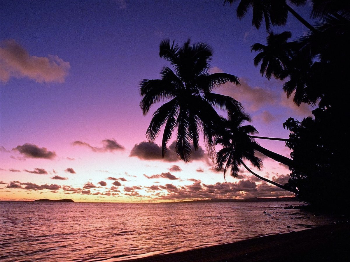palm trees and beach at sunset