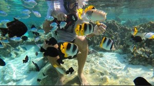 a flock of seagulls in a pool of water