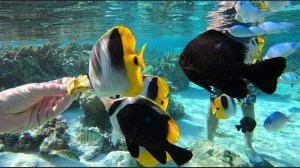 a fish swimming under water